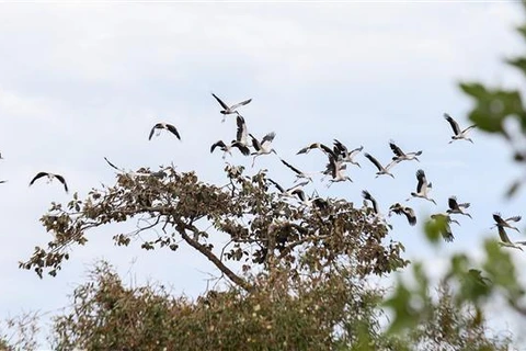 Plus de 1.000 cigognes à bec-ouvert indien au parc national de Lo Go - Xa Mat