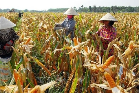 Promouvoir la réduction rapide et durable de la pauvreté au Vietnam