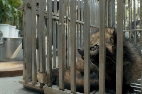 Un film dévoile les risques liés à la consommation d'animaux sauvages
