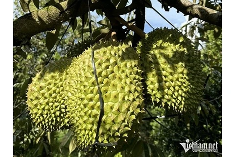 Le durian promet de rapporter des milliards de dollars