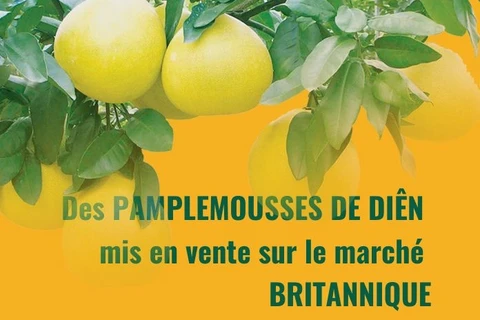 Des pamplemousse de Diên mis en vente sur le marché britannique