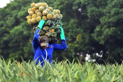 Forte hausse des exportations de fruits et légumes vers la Chine et le Laos