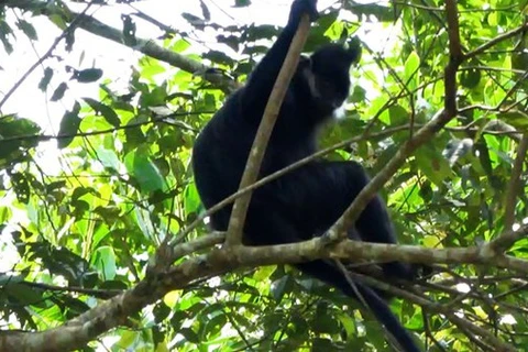 Rare langur de François découvert dans la Réserve naturelle de Bac Kan