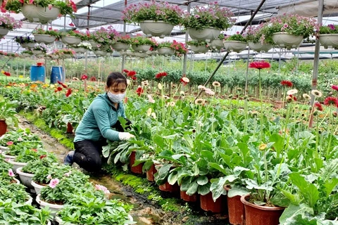 Hung Yen développe l'économie agricole dans ses zones alluviales