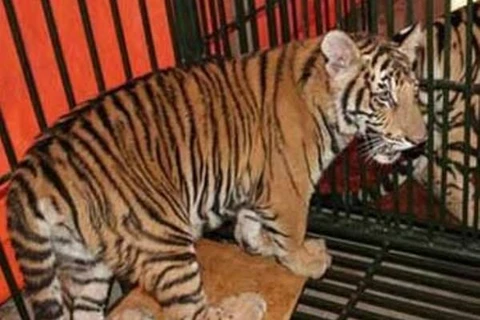 Pour protéger les tigres sauvages au Vietnam