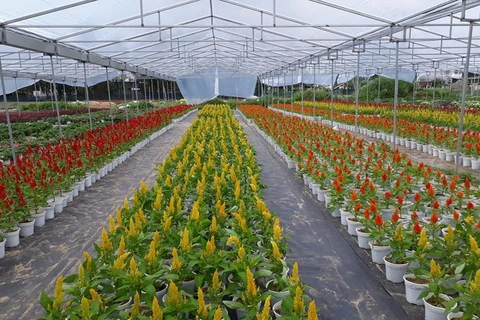 À la découverte des villages horticoles à l’approche du Têt