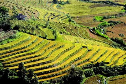 Saison dorée à Ta Leng dans la province de Lai Chau