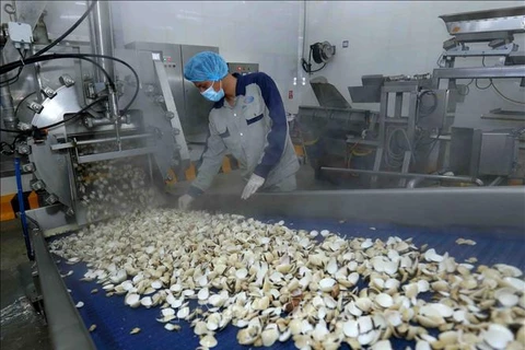 Exportation du premier conteneur de chair de palourdes en conserve vers l'Europe
