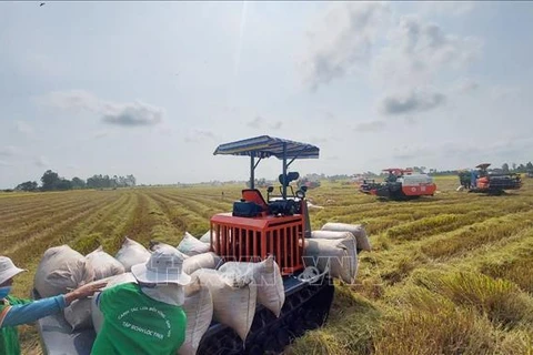 Le Vietnam exporte 1,7 million de tonnes de riz au premier trimestre