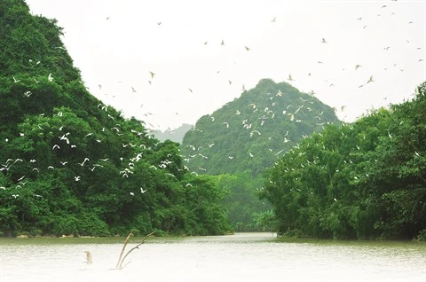 Le site écologique du jardin aux oiseaux de Thung Nham à Ninh Binh