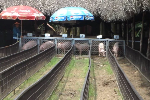 Des courses de cochons à Can Tho