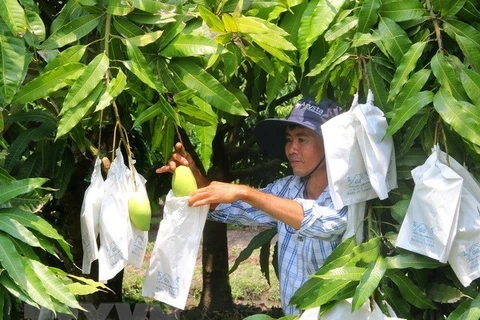 Les mangues vietnamiennes exportées aux États-Unis