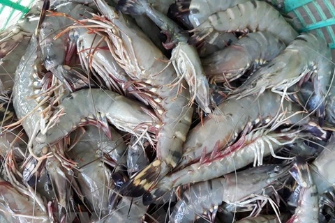 Rebond des exportations nationales de crevettes vers le Japon