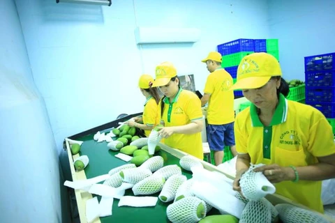 Vina T&T exporte 71 tonnes de mangues aux États-Unis