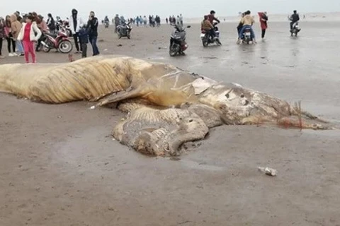 Enterrement d'une baleine de près de 10 tonnes échouée sur la côte de Ninh Binh