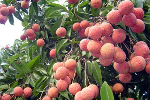 Promotion de l'exportation du litchi de Hai Duong