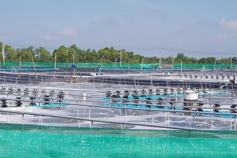 Bac Lieu deviendra un centre de production de crevettes du pays