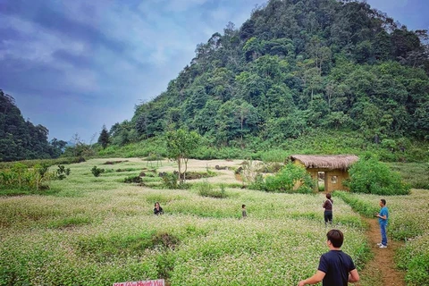 Champs de fleurs de sarrasin: un site incontournable pour prendre de photos à Ha Giang