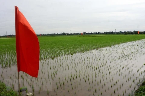 Lancement du projet sur l'amélioration de la chaîne de valeur du riz dans le delta du fleuve Rouge