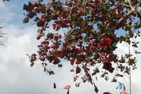 Con Dao charme les visiteurs grâce à ses feuilles de catappa changeantes 