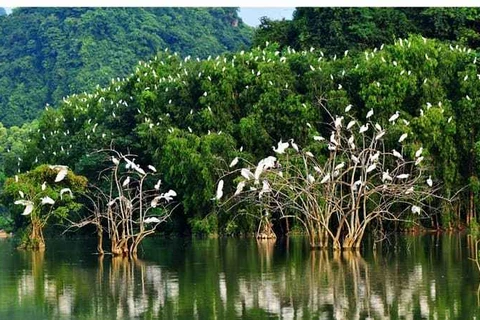 Ben Tre renforce la protection des oiseaux sauvages et migrateurs