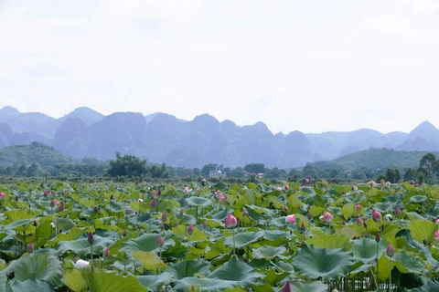 Perdu dans la magnifique vallée des lotus en banlieue de Hanoï 