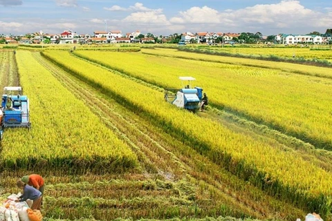 Le delta du Mékong développe un projet de riz de haute qualité d'un million d'hectares