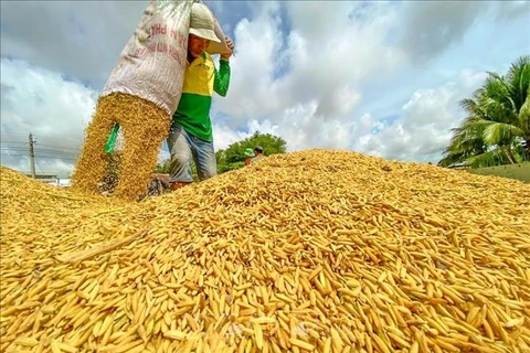 10.000 ménages agricoles bénéficient du projet de chaîne de valeur du riz
