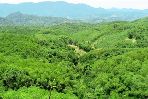 Plantation de 67.200 ha de forêts en 4 mois
