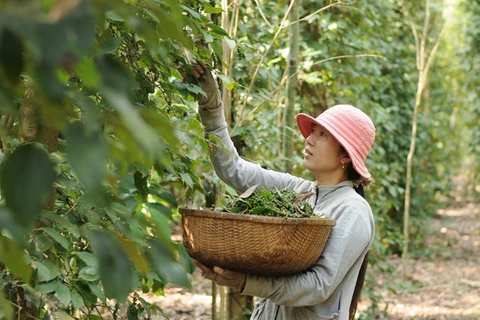 Les exportations nationales de poivre vers l'Asie bondissent de 77 %