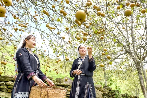  Tuyen Quang se concentre sur le développement de fruits de spécialité