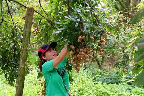 Hung Yen développe l'agriculture en association avec l'édification de la Nouvelle Ruralité