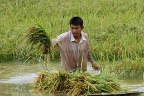 Le PM cambodgien appelle à une diversification du marché à l’export du riz