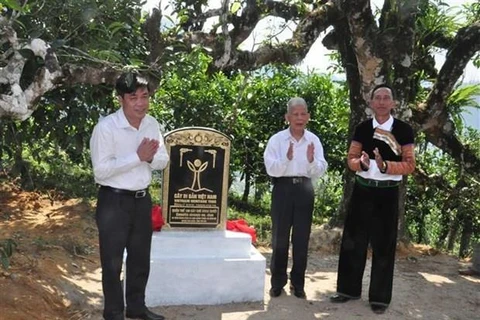 Des théiers anciens shan tuyet d’Yen Bai reconnus "arbres du patrimoine vietnamien"