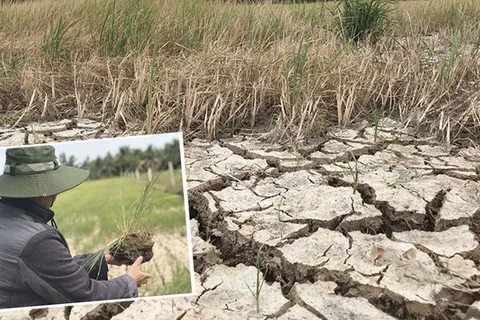 La sécheresse et l’intrusion saline affectent gravement l'agriculture dans le delta du Mékong