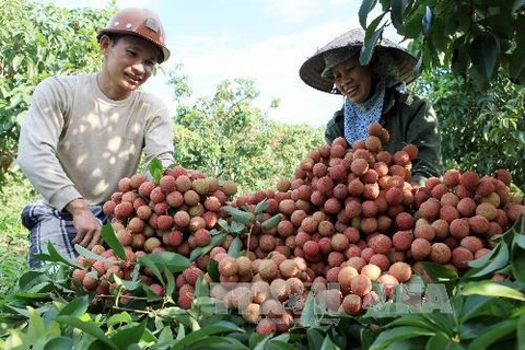 Promotion commerciale du litchi de Hai Duong dans les marchés étrangers