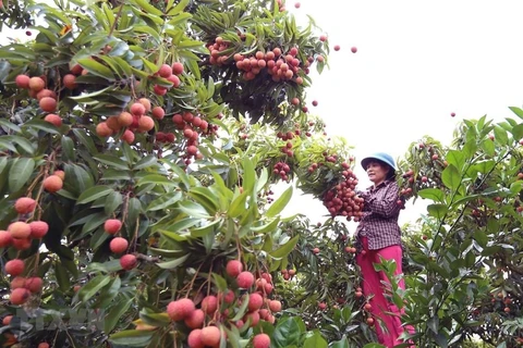 Bac Giang exportera le premier lot de litchis au Japon vers la fin de mai