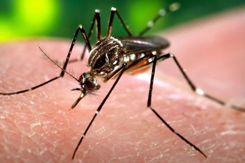 Le Cambodge signale une épidémie de virus Chikungunya
