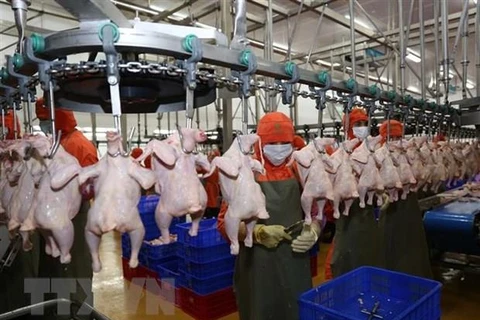 La viande de poulet du Vietnam bientôt exportée à Singapour et Hongkong (Chine)