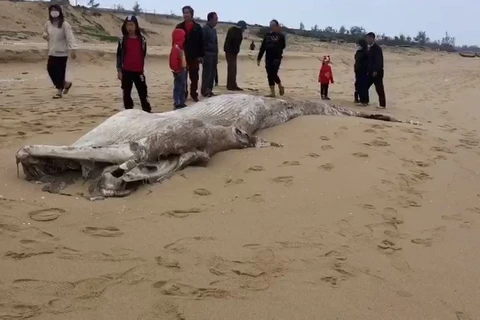 Enterrement d'une baleine d’environ une tonne échouée sur la côte de Quang Binh