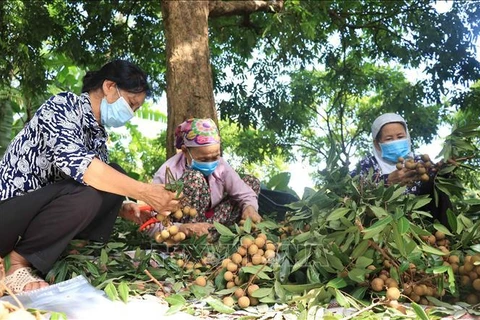 La première coopérative de Hung Yen exporte des longanes vers le marché de l'UE