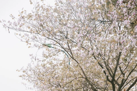 Les fleurs de bauhinie se donnent en spectacle à Hanoi 