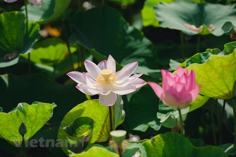 En été, rendez-vous au bord de l’étang de lotus près de la cave Mua à Ninh Binh