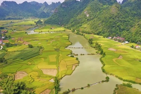 La saison du riz mûr à Cao Bang