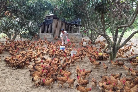 Bac Giang veut augmenter la valeur des produits d'élevage