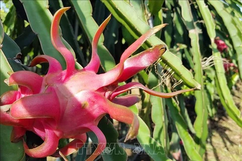 Stimuler l'exportation de fruits du dragon vers le marché indien