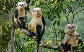 Sauvegarder durablement les primates endémiques du Vietnam