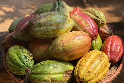 Flâner dans le jardin de cacaoyer à Buon Ma Thuot