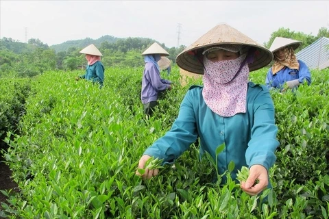 Soutenir les coopératives gérées par des femmes et créer des emplois aux travailleuses