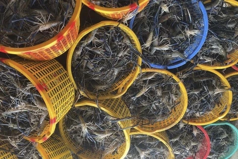 Bac Liêu promeut l’aquaculture adaptée au changement climatique
